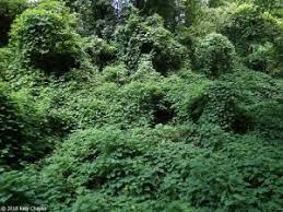 Image result for Chrysochloa hindsii