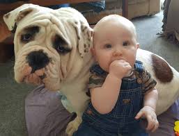 Dog love puppy love valley bulldog cute puppies dogs and puppies dog breeds pictures dog valley bulldog puppy. Miner Valley Bulldog Minerbulldogs Twitter