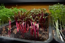 Fast Growing Microgreens For Winter Salads Attainable Sustainable Winter Vegetables Gardening Growing Microgreens Indoor Vegetable Gardening