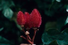 Image result for Bixaceae