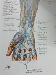 Maybe you would like to learn more about one of these? What Causes Blue Veins To Be Prominently Visible On Your Hand Or Arms Why Is It More With Some People Than Others Quora