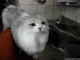 Serious Concentration Video Video Cat Drinking Funny Animals Cats