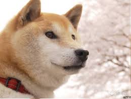 Shiba inu (shib) burst into coinmarketcap's top 20 rankings just two days ago, likely a response by traders to the hype surrounding dogecoin (doge). Cctv On Twitter Rip Doge Shiba Inu Who Inspired Popular Internet Memes Died In Japan Aged 16