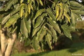 Image result for Ekebergia