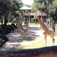 B Brevard Zoo B Br 58 Minutes From Orlando Br Br Things To Do Florida Is Full Of Kayaking Opportunities B Animal Kingdom Park Brevard Zoo Visit Orlando