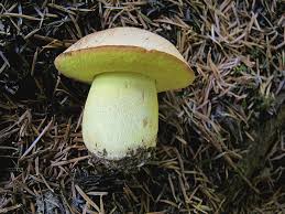 Image result for Boletus speciosus