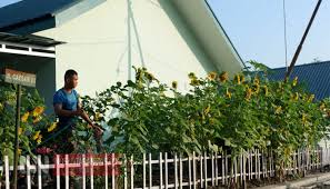 So shady and beautiful with the flowers all around. Kisah Pratu Gunawan Menyulap Lahan Mati Jadi Taman Bunga Matahari