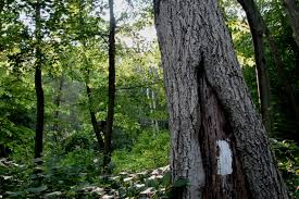 This trail is great for backpacking and normally would make an overnight backpacking trip. Three Gems In The Triple Crown Of Hiking The Trek