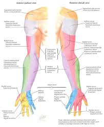 Upper Extremity Peripheral Nerves Netter Google Search Nerve Anatomy Upper Limb Anatomy Brachial