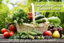 Vegetable Garden Sunlight Guide