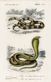Coral Snake Elaps Corallinus And Egyptian Cobra Naja Hoje Illustrated By Charles Dessalines D 39 Orbigny 1806 1876 Snake Snake Sketch Snake Illustration