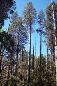 Alerces Es Un Tipo De Arbol Que Predomina En La Taiga Son Arboles Muy Altos Tree Old Trees Cyprus Trees