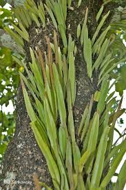 Image result for Pyrrosia