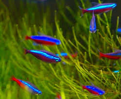 11 how to introduce tetras to a betta you should also use a large tank to try and keep your betta and tetras from getting under each other's. Cardinal Tetra Tank Mates 7 Compatible Tank Mates For Cardinal Tetras Tetra Fish Tropical Fish Tanks Freshwater Aquarium