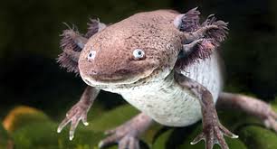 Herps (reptiles and amphibians) are the least popular pets in the pet trade, but they are sure fun to have! 12 Awesome Pet Amphibians Reptile Centre
