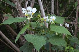 Image result for Sparrmannia