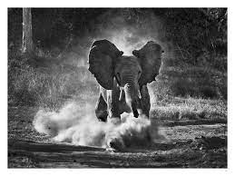 Sebastiao Salgado The Unfiltered Lens Animal Photography Animals Sebastiao Salgado