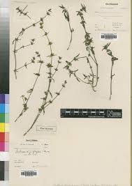 Image result for Justicia protracta