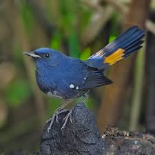 Image result for Fadogia fuchsioides