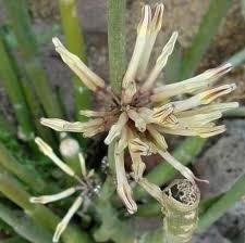 Image result for Ceropegia simplex