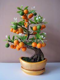 25 Bonsai Fruit Trees Ideas Fruit Trees Bonsai Fruit Tree Bonsai