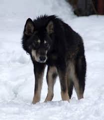 Tamaskan dog breed was particularly developed to have a dog of wolf like appearance. Tamaskan Pets4homes Off 63 Www Usushimd Com