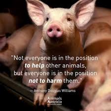 This Is The Best Quote I Have Ever Heard Thanks Animals Australia Please Share To Make People Aware Want To Animals Matter Animal Advocacy Animal Quotes