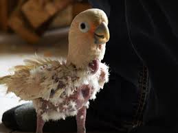 Voir plus d'idées sur le thème perroquet a vendre, perroquet, gris du gabon. Vendre Ou Faire Adopter Refuge Sur Les Ailes De Nos Perroquets