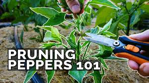 Learn how to get rid of aphids on pepper plants with natural ingredients like neem oil, vinegar, and dish soap, and prevent aphids with beneficial insects. Growing Jalapenos How To Get Sweet Heat Epic Gardening