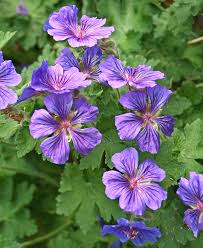 Image result for Geranium bohemicum Orhcid Blue
