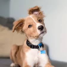 Goleta airport pet hospital goleta, ca 93117. Welcome To Rosemarie Pet Hospital