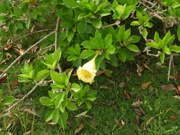 Image result for Solandra maxima