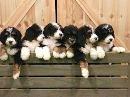 We proudly breed mini bernedoodle puppies for sale that are happy, healthy. Bernedoodle Breeders In California Our Fit Pets
