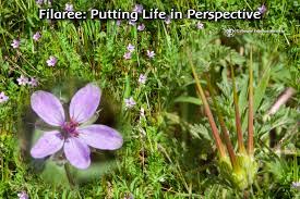 Blog Page 2 Flower Essence Services