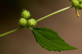 Image result for Triumfetta