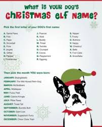 Despite having a good name, in india most people have a second name. What Is Your Dog S Christmas Elf Name Generator Wititudes