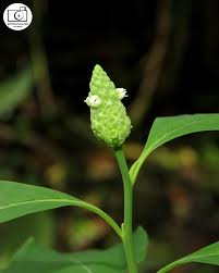 Image result for Sphenocleaceae