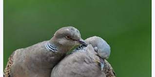Persilangan Antara Burung Derkuku Dan Puter Info Guyub Rukun Derkuku Puter Pelung