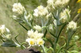 Image result for Pseudognaphalium oligandrum