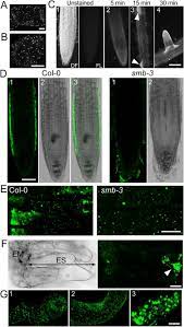 Kumpulan gambar tentang wang zhe rong yao, klik untuk melihat koleksi gambar lain di kibrispdr.org. Impact Of Salt Stress Cell Death And Autophagy On Peroxisomes Quantitative And Morphological Analyses Using Small Fluorescent Probe N Bodipy Scientific Reports