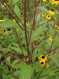 Image result for Pleiotaxis pulcherrima