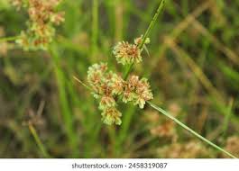 Image result for Cyperus margaritaceus