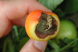 Katie lee makes her grilled teriyaki steak and plums, and sunny anderson assembles a fresh and flavorful heirloom tomato. Blossom End Rot And Other Common Tomato Problems Garden Greenhouse