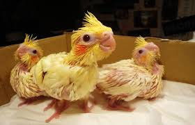 Baby Birds With Yellow Tail Feathers The Booming Business Of Wildlife Trafficking Cockatiel Pet Birds Cute Birds