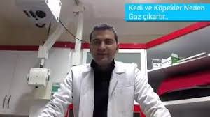 kedi ve kopekler neden gaz cikartir youtube