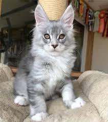 Black And White Maine Coon Kittens For Sale Pin On Cats And Kittens