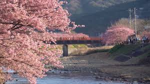 © instagram от facebook, 2021. æ´»å‹• 2 10 3 10 ä¼Šè±†æ²³æ´¥æ¨± é™å†ˆåŽ¿ æ—¥æœ¬æ—…éŠ Com å¯åœ¨åœ°åœ–ä¸Šæ‰¾åˆ° ä¸–ç•Œæœ€å¼·æ—¥æœ¬æ—…éŠç¶²ç«™