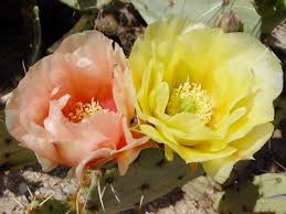 It goes by a variety of common names, including cow's tongue cactus, cow tongue prickly pear, desert prickly pear, discus prickly pear, engelmann's prickly pear. Opuntia Engelmannii Cactus Apple Engelmann S Pricklypear Engelmann S Prickly Pear Pink Flower And A Yellow Fl Prickly Pear Flowers Flowers Blooming Cactus