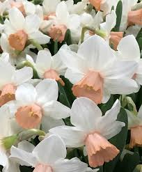 Narcissus Iwona Narcissus Flower Flower Aesthetic Narcissus