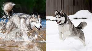 Maybe you would like to learn more about one of these? What S The Difference Between An Alaskan Malamute And A Husky Howstuffworks